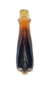 Neospades chrysopygia, PL3227D, male, aedeagus, MU, 7.1 × 2.7 mm